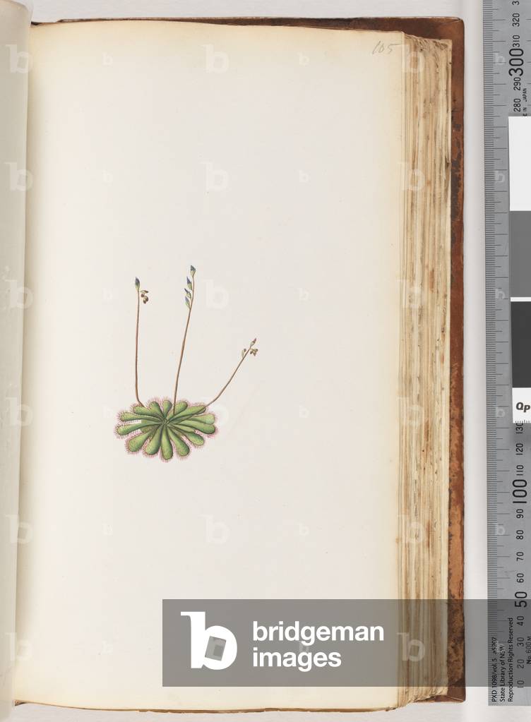 Page 105. No inscription. Unidentified plant (w/c)