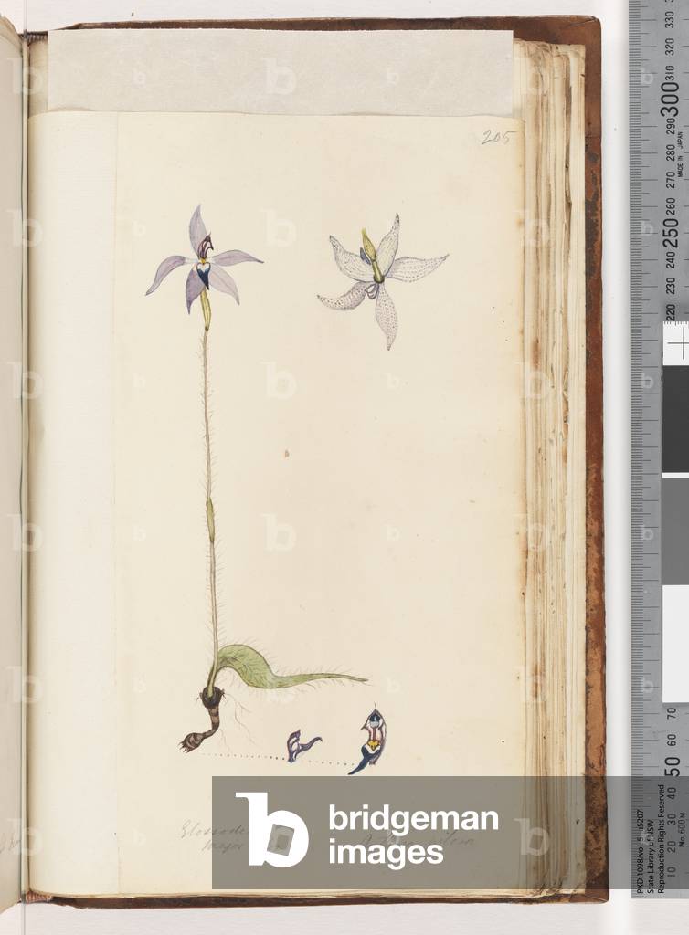 Page 205. Glossodia. Major On. Arethusa pilosa / Wax Lip Orchid (w/c)