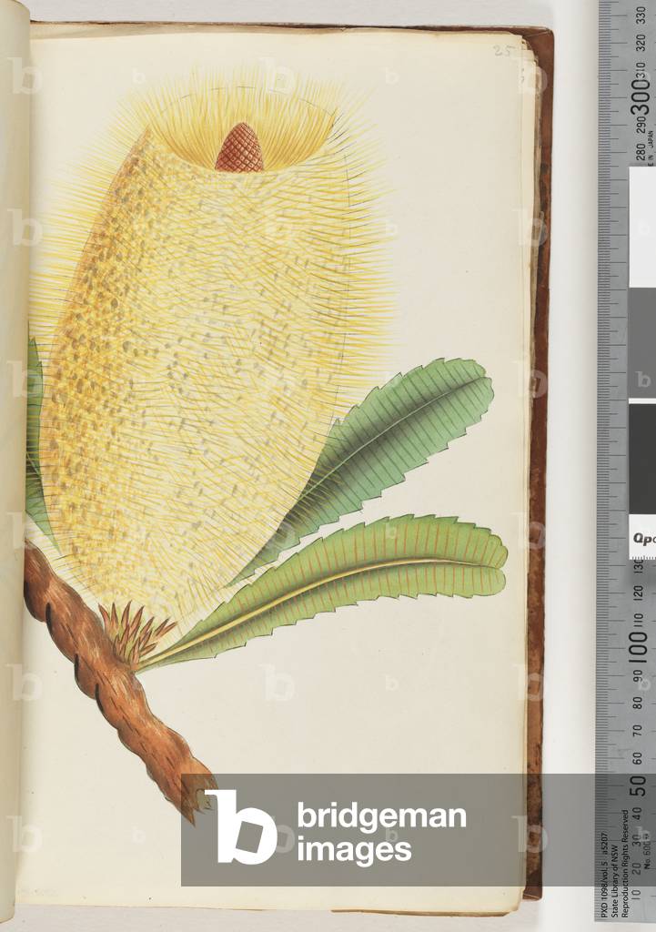 Page 25. Unidentified plant (w/c)