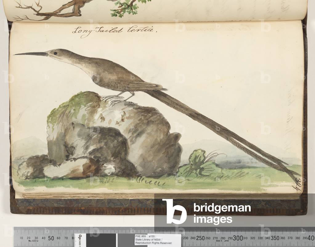 Page 324. Long, Tailed Certia, 1810-17 (w/c & manuscript text)