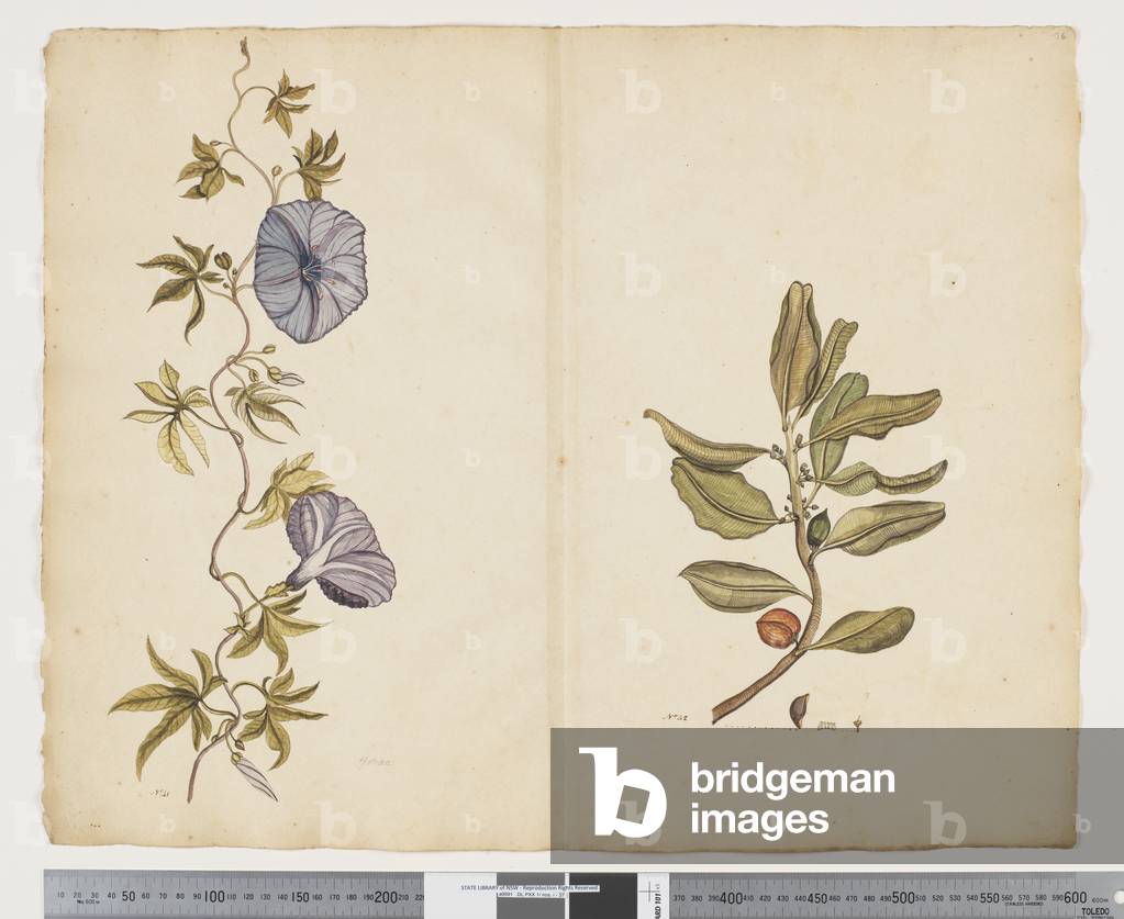 F.26 Ipomoea cairica; Planchonella costata 'Bastard ironwood', c.1790-95 (ink & w/c on paper)