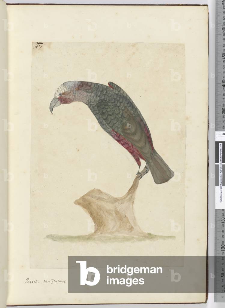 F.1 Parrot, New Zealand, 1772-75 (w/c)