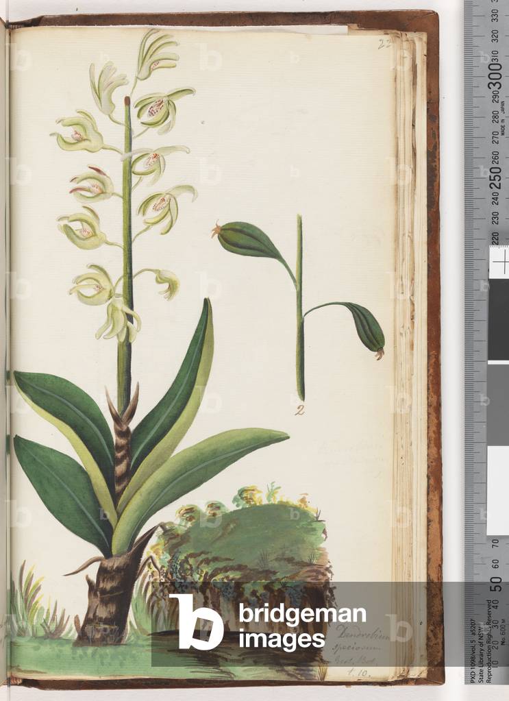Page 225. Dendrobium speciosum Exot. Bot. t. 10 (w/c)