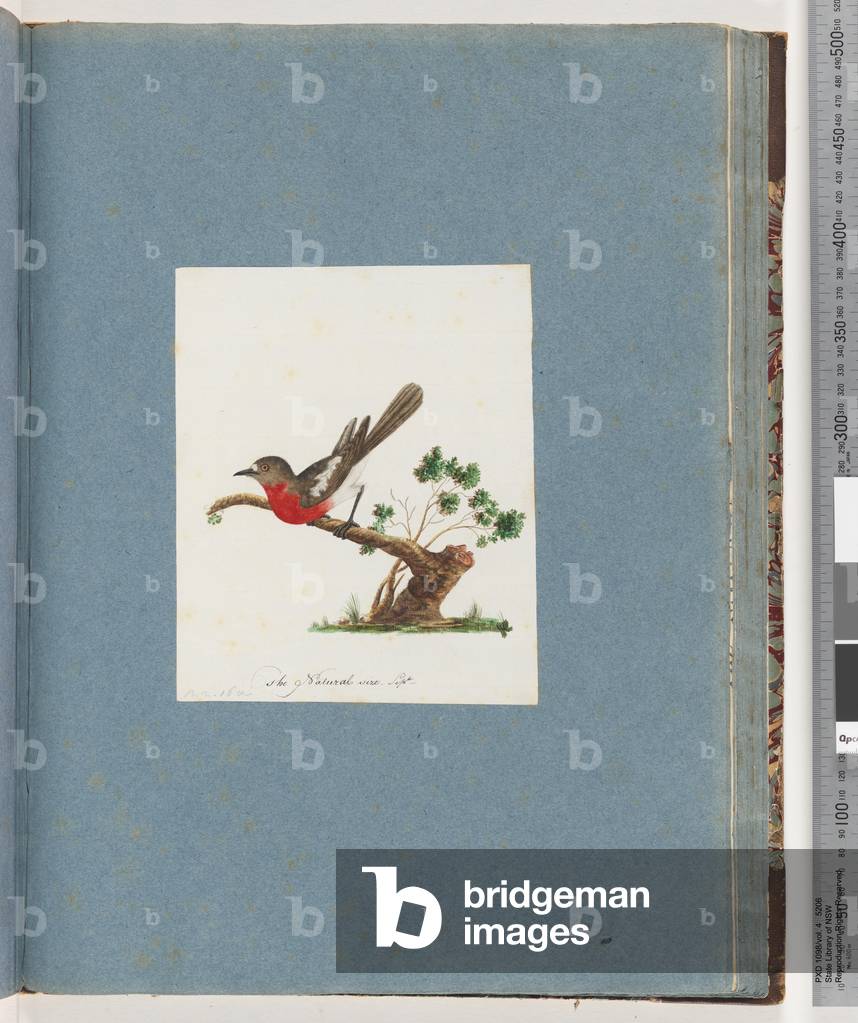 Page 81. Scarlet Robin (w/c on paper)