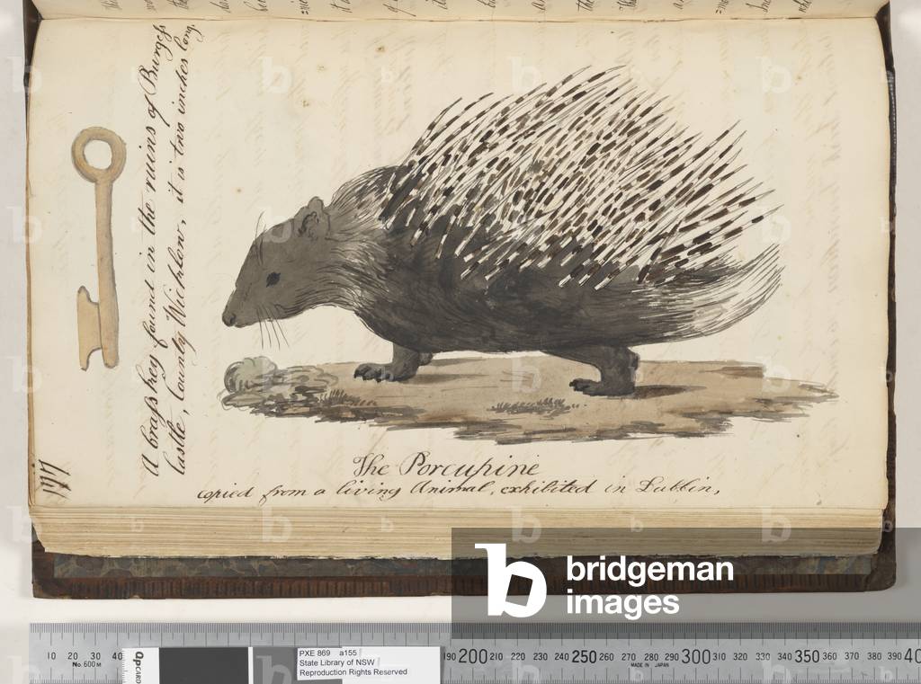 Page 177. A brass key found in the ruins of Burgess Castle; the Porcupine copied from a living animal, exhibited in Dublin, 1810-17 (w/c & manuscript text)
