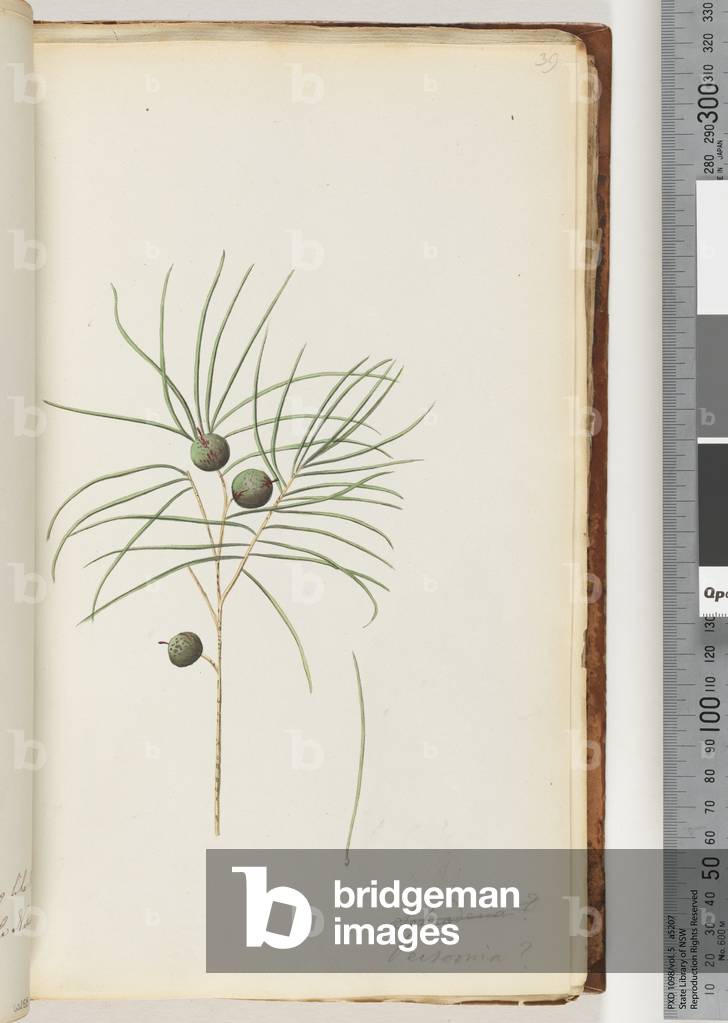 Page 39. Schraderia / Persoonia (w/c)