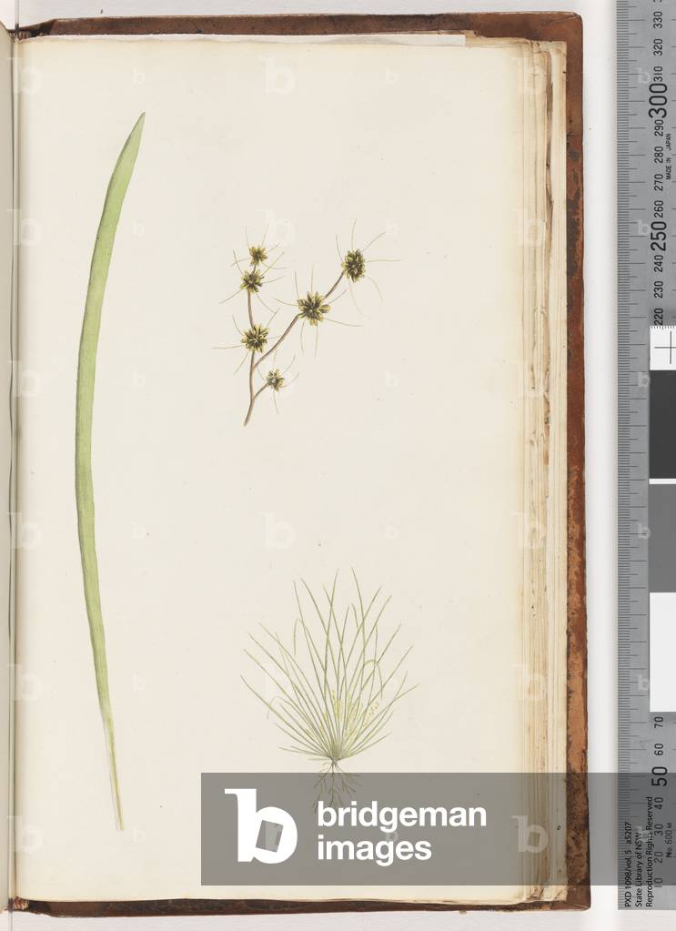 Page 234a. 1/4 Unidentified plant (w/c)