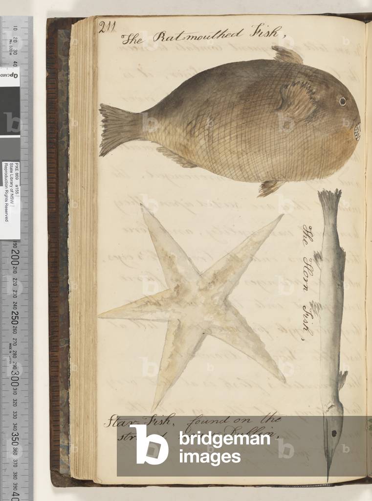 Page 211. The Rat Mouthed Fish; the Horn Fish; Star Fish, found on the strand near Dublin, 1810-17 (w/c & manuscript text)