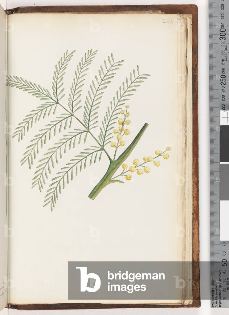 Page 244. Unidentified plant (w/c)