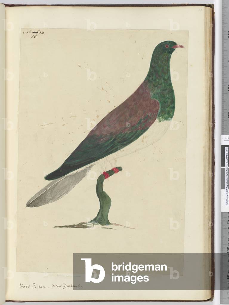 F.26 Wood pigeon. New Zealand, 1772-75 (w/c)