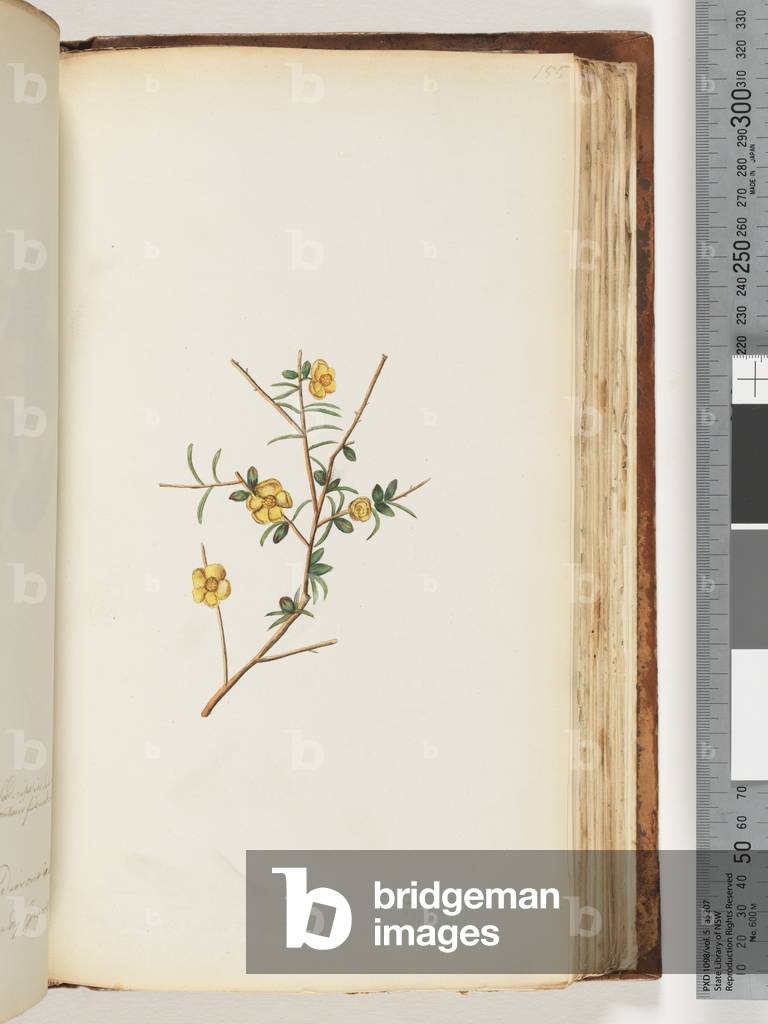 Page 155. Unidentified plant (w/c)