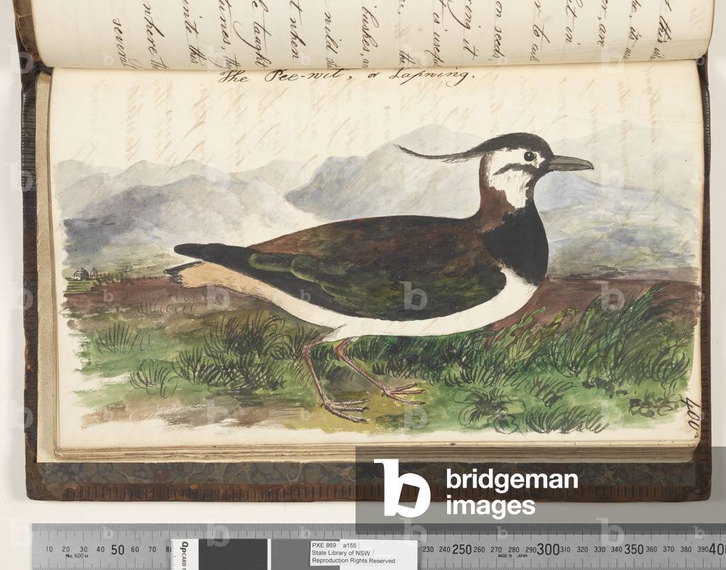 Page 400. The Pee, wit, or Lapwing, 1810-17 (w/c & manuscript text)