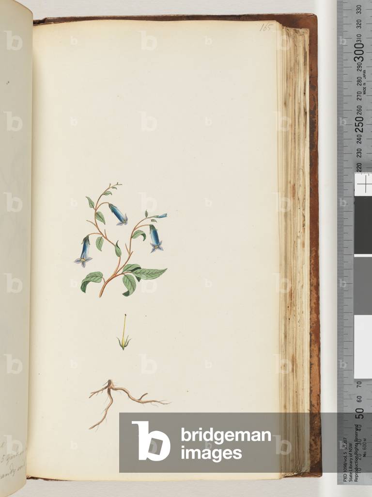 Page 165. Unidentified plant (w/c)
