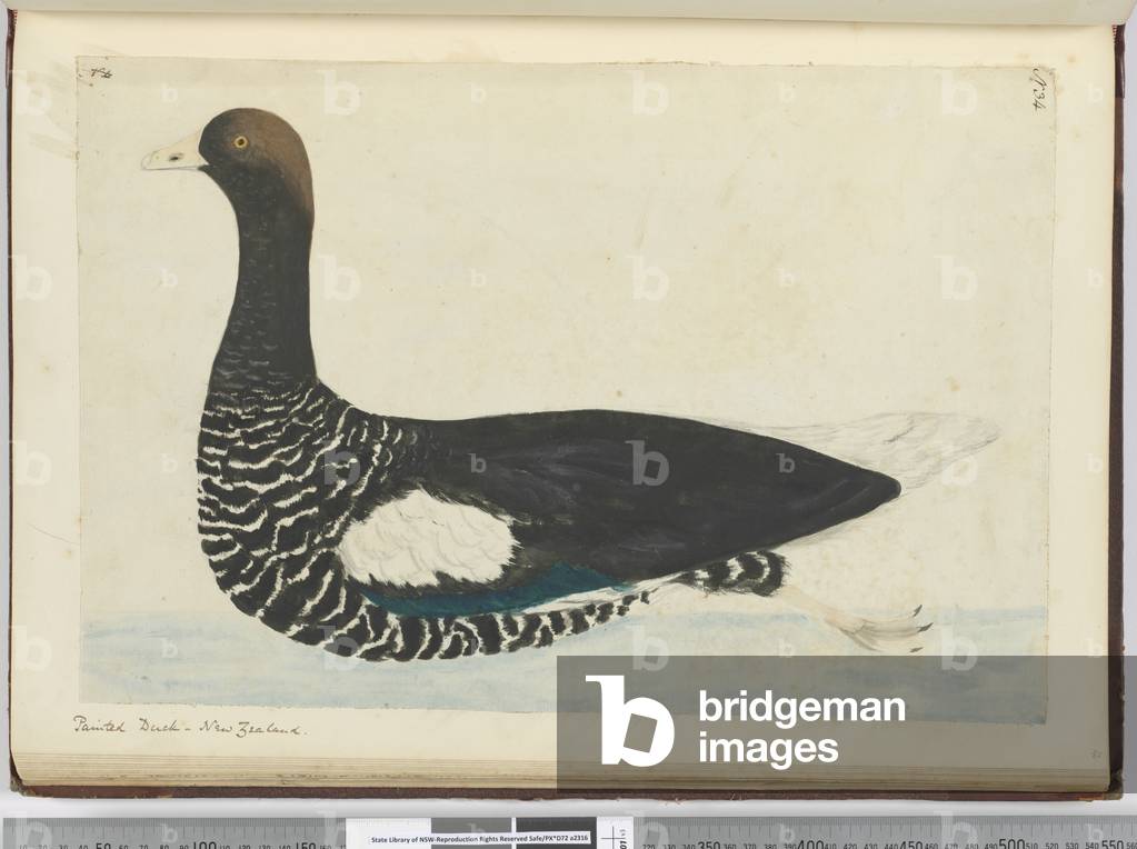 F.34 Painted duck. New Zealand, 1772-75 (w/c)