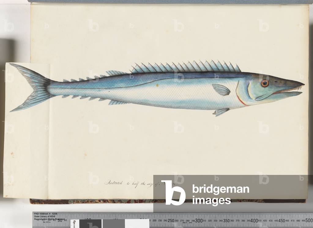 Page 32. Barracouta (w/c on paper)