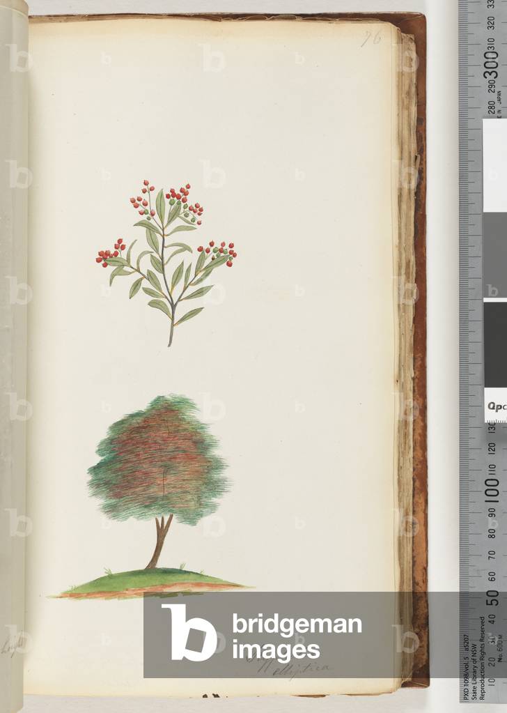Page 76. Styphelia elliptica / Tree Broom Heath (w/c)