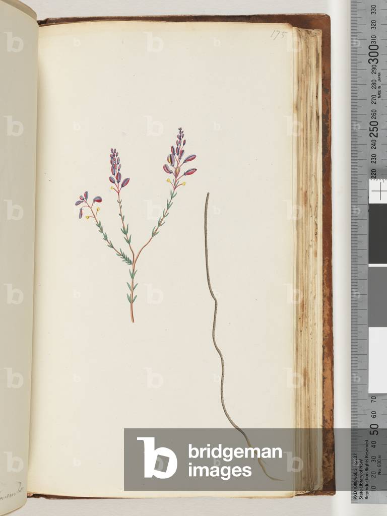 Page 175. Comaspernia (w/c)