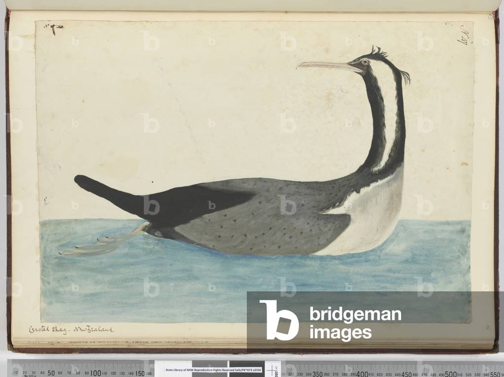 F.47 Crested shag. New Zealand, 1772-75 (w/c)