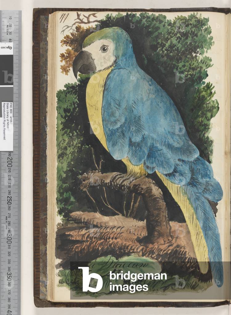 Page 71. A Maccaw, 1810-17 (w/c & manuscript text)