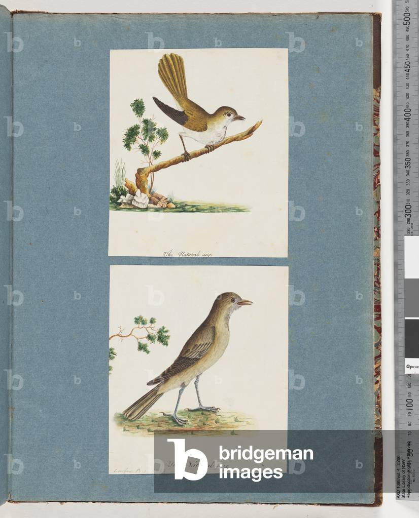 Page 142. Unidentified Bird. 143. Unidentified Bird (w/c on paper)