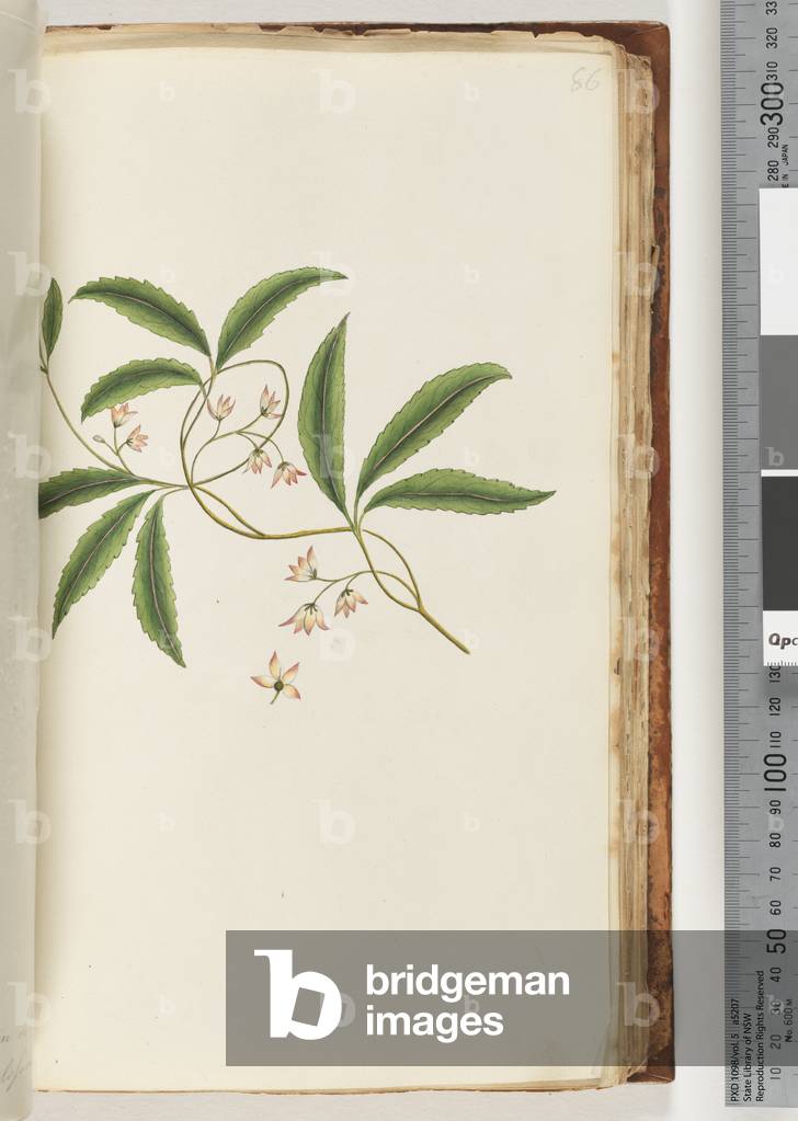 Page 86. Unidentified plant (w/c)