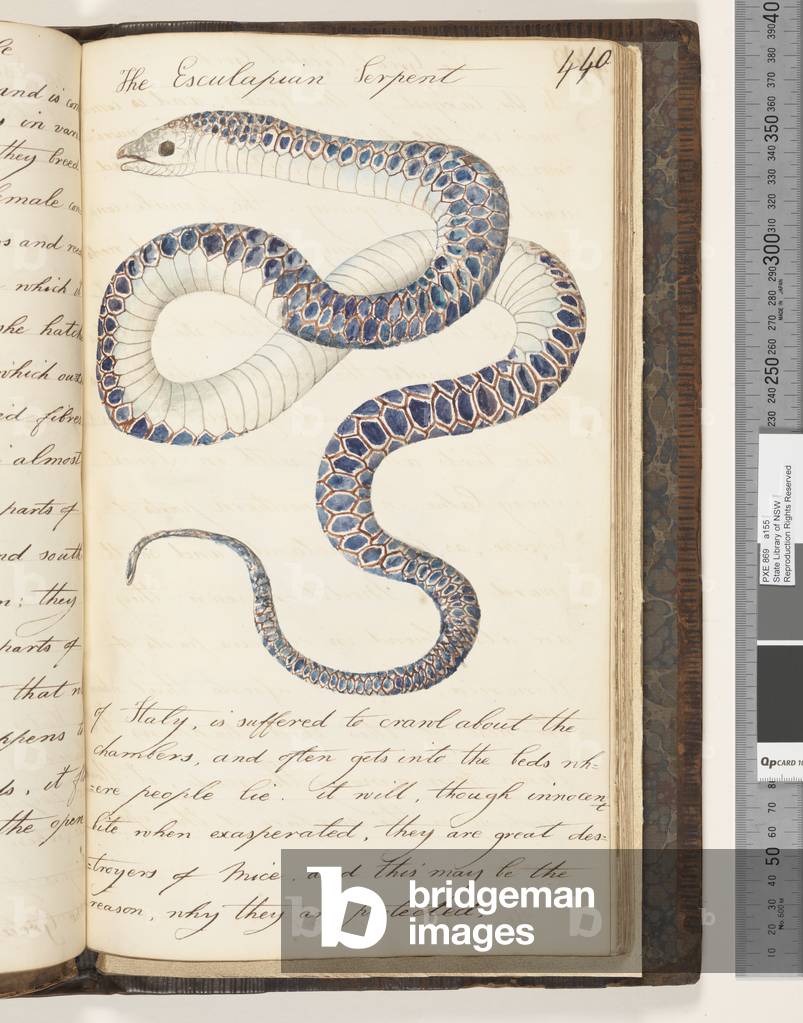 Page 440. The Esculapian Serpent, 1810-17 (w/c & manuscript text)