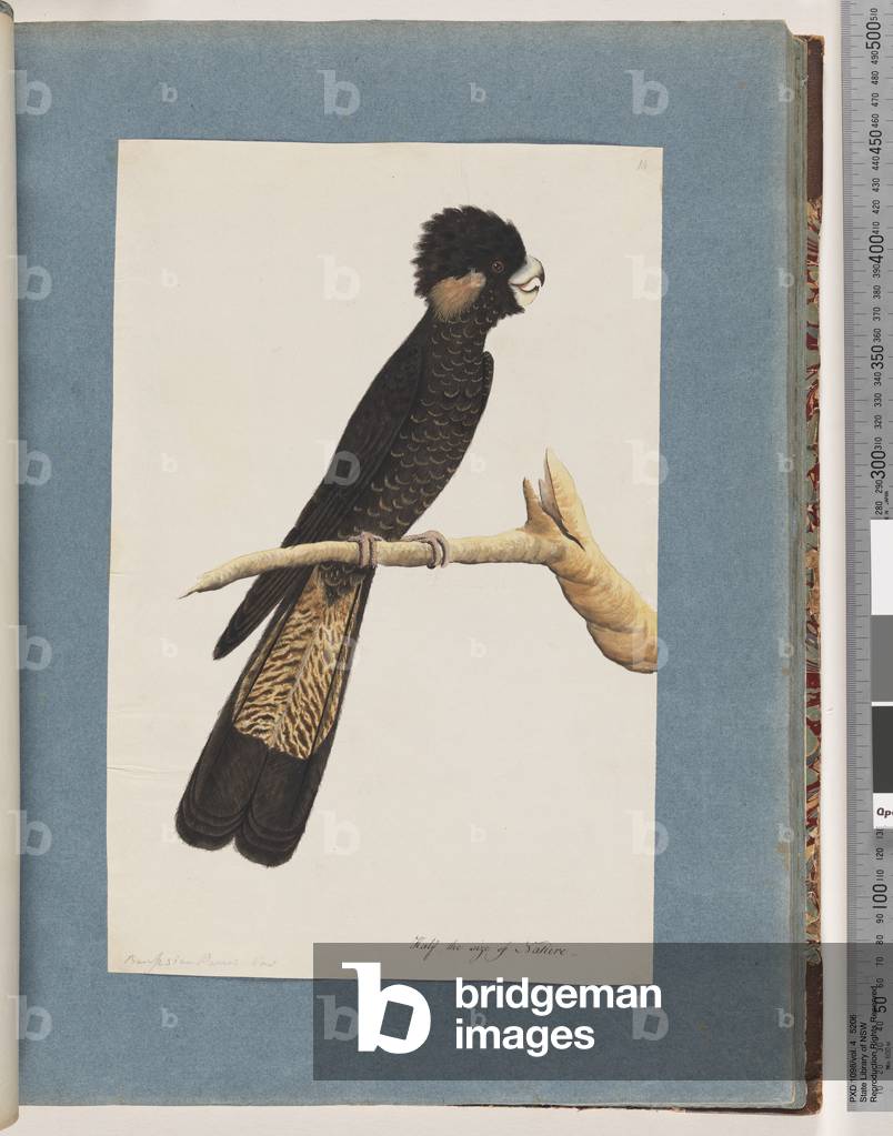 Page 48. Yellow-tailed Black Cockatoo. Banksian Parrot (Watling 140/56) (w/c on paper)