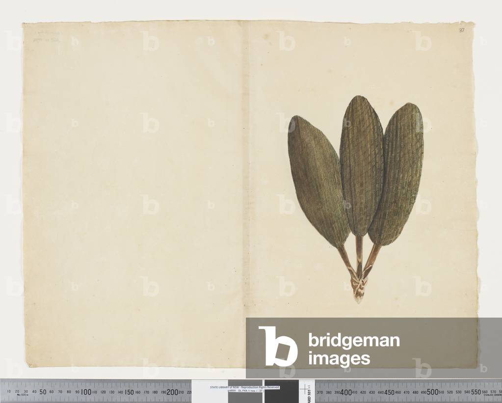 F.37 Freycinetia baueriana, c.1790-95 (w/c & ink on paper)