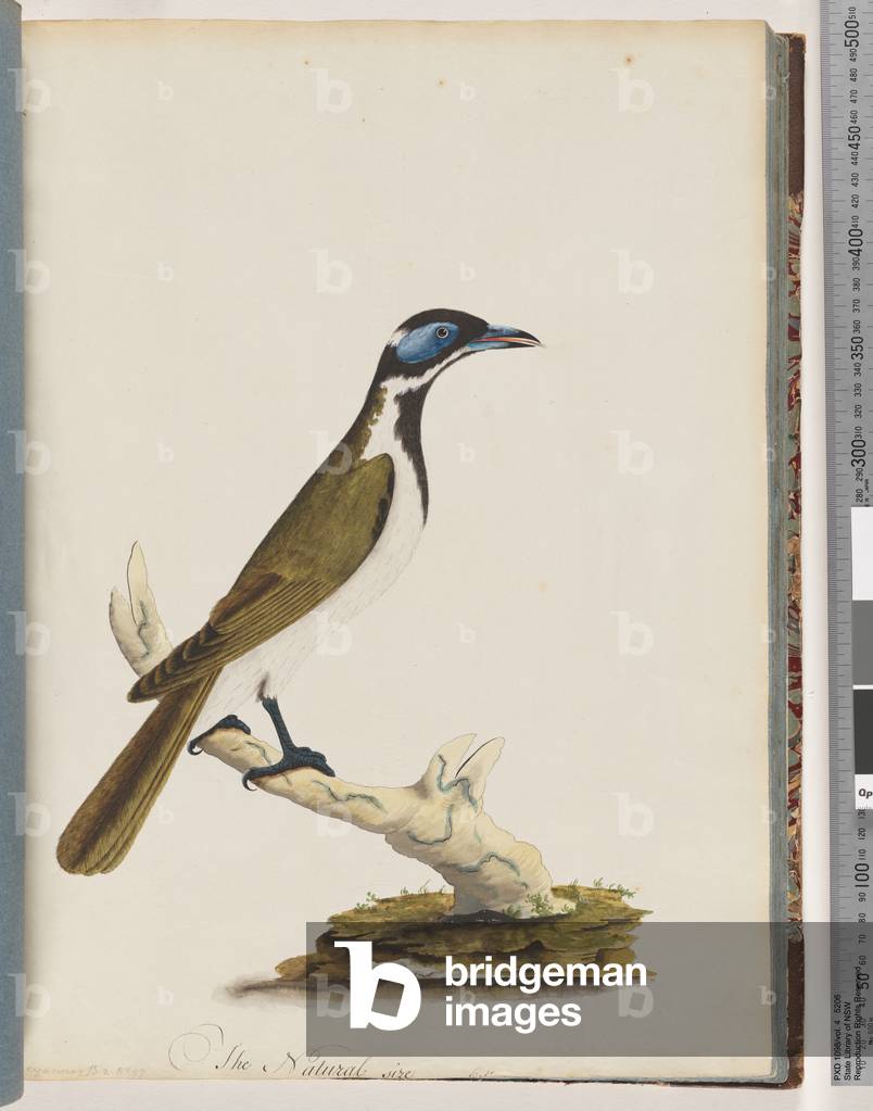 Page 54. Blue, faced Honeyeater. Merops cyanoris. Blue-cheeked Thrush (Watling 225/146) (w/c on paper)