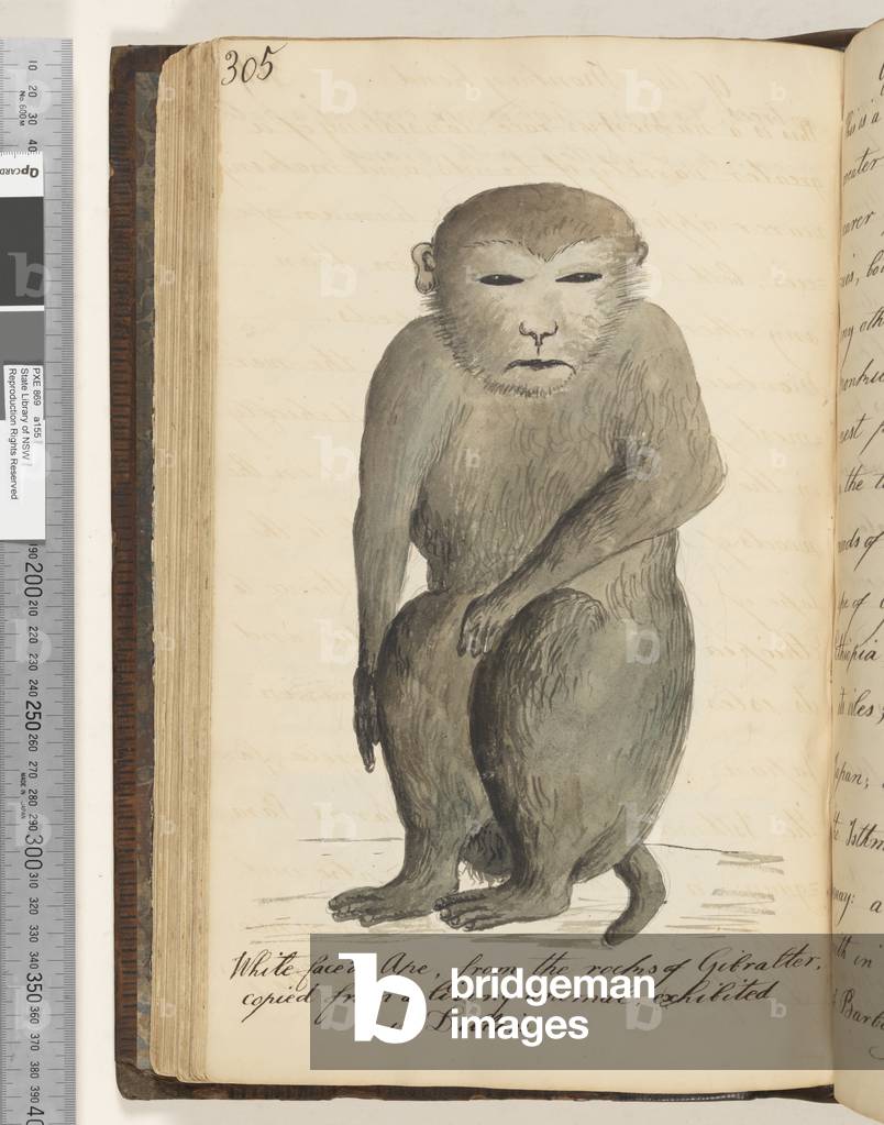 Page 305. Whitefaced Ape, from the rocks of Gibralter (sic.), copied from a living animal, exhibited in London, 1810-17 (w/c & manuscript text)