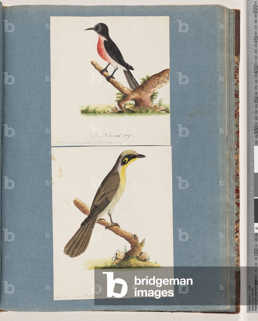 Page 64. Scarlet Robin. Musca crythrogastra. 65. Yellow-tufted Honeyeater. Muscicapa novae Hollandiae (w/c on paper)