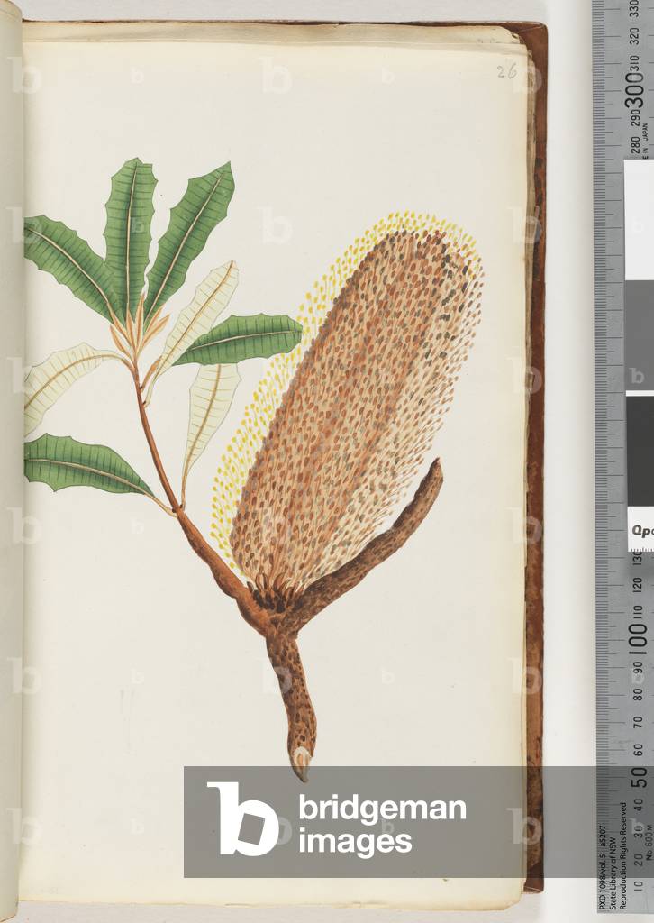 Page 26. Unnamed flowering plant (Watling 419/354) (w/c)