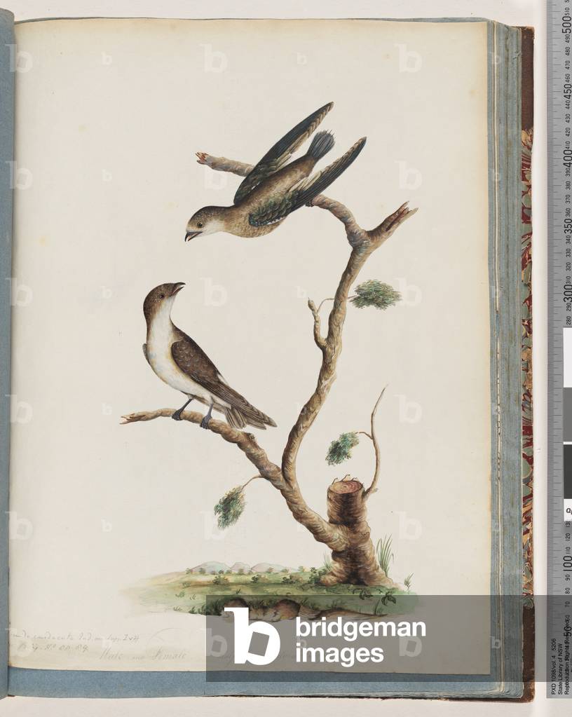 Page 74. Unidentified birds (male and female). Hirundo caudacuta (w/c on paper)