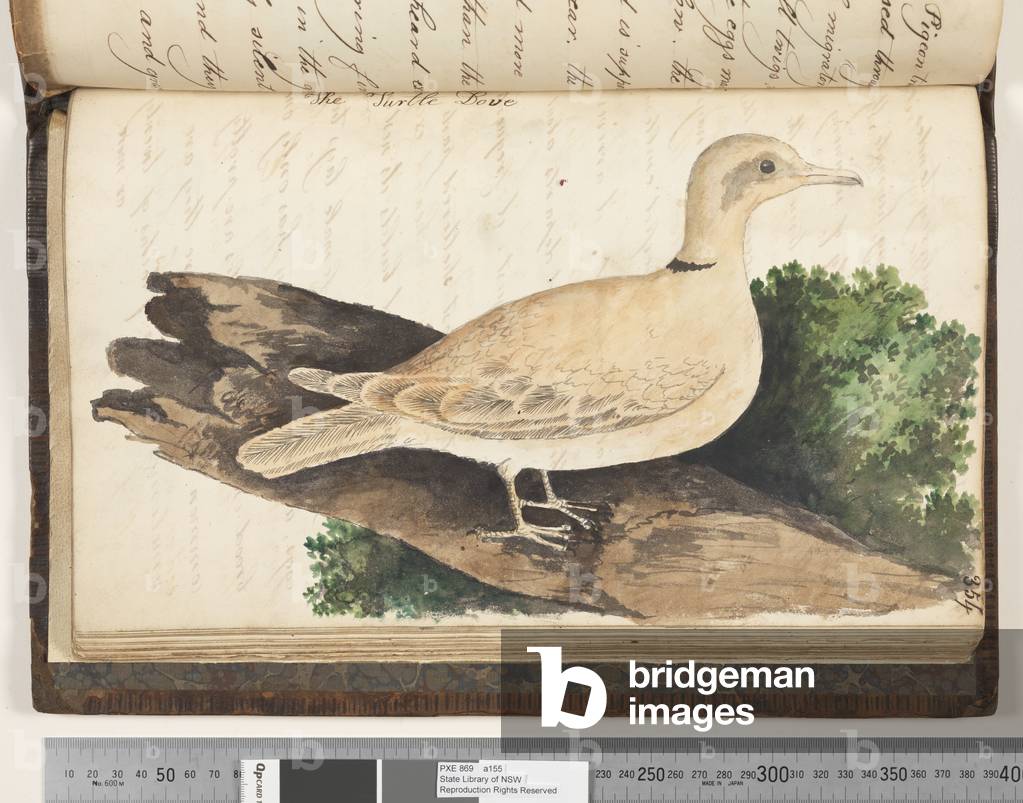 Page 354. The Turtle Dove, 1810-17 (w/c & manuscript text)