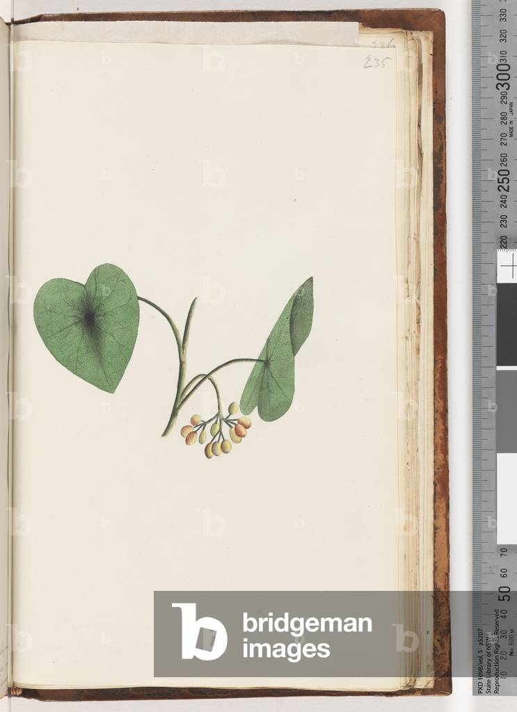 Page 235. Unidentified plant (w/c)