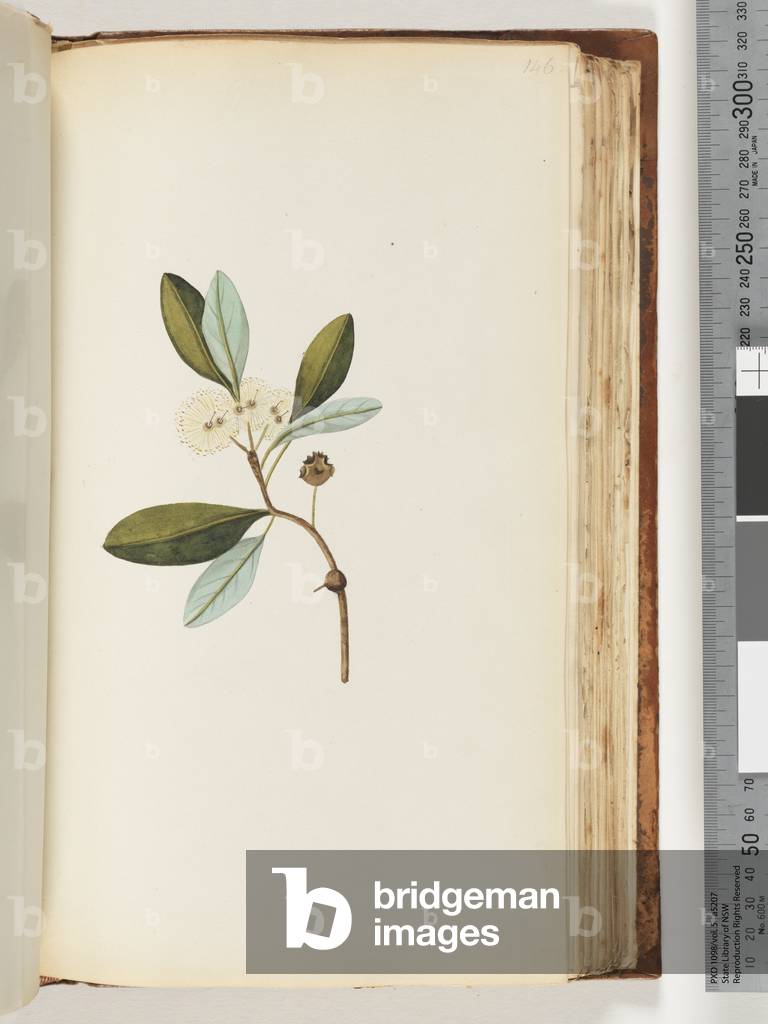 Page 146. Unidentified plant (w/c)