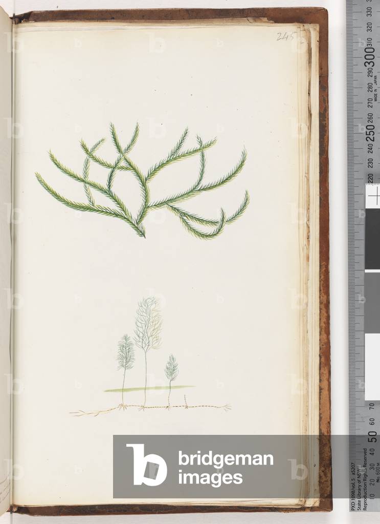 Page 245. No inscription, unidentified plant (w/c)