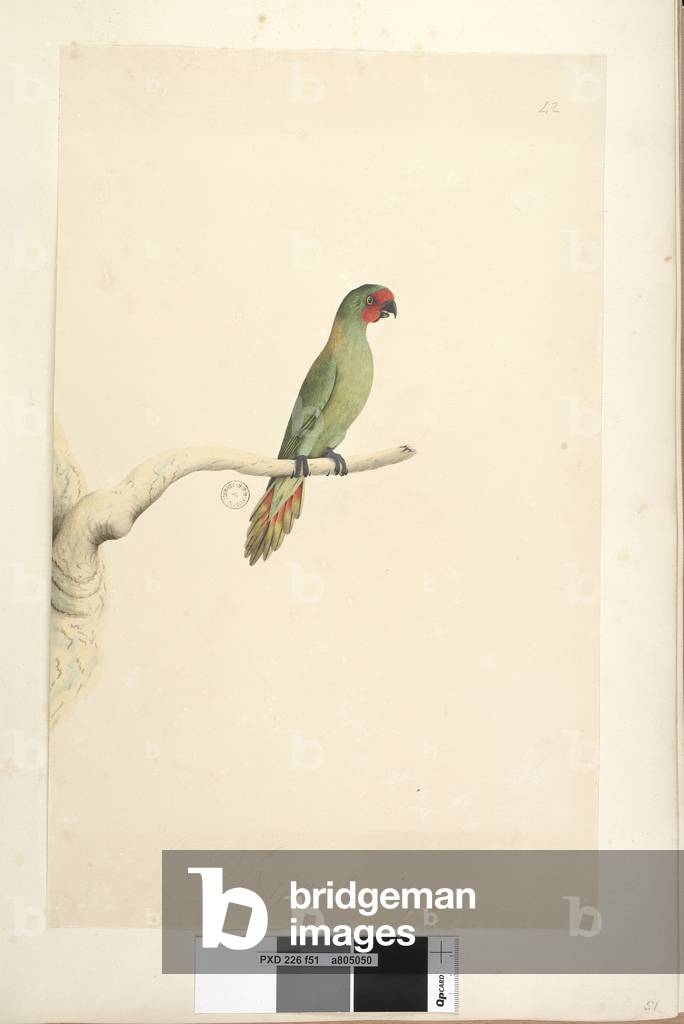 Page 51. Natural size Little Lorikeet Glossopsitta pusilla, 1791-92 (w/c)