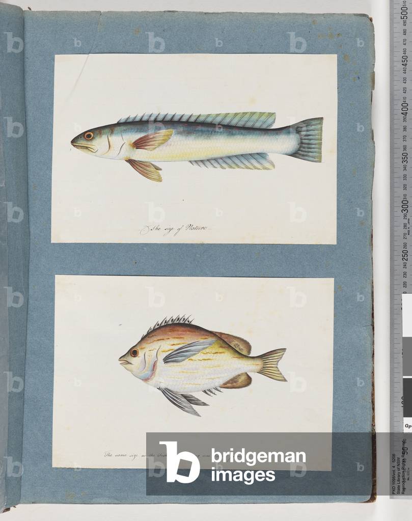 Page 11. Unidentified fish. 12. Unidentified fish (w/c on paper)