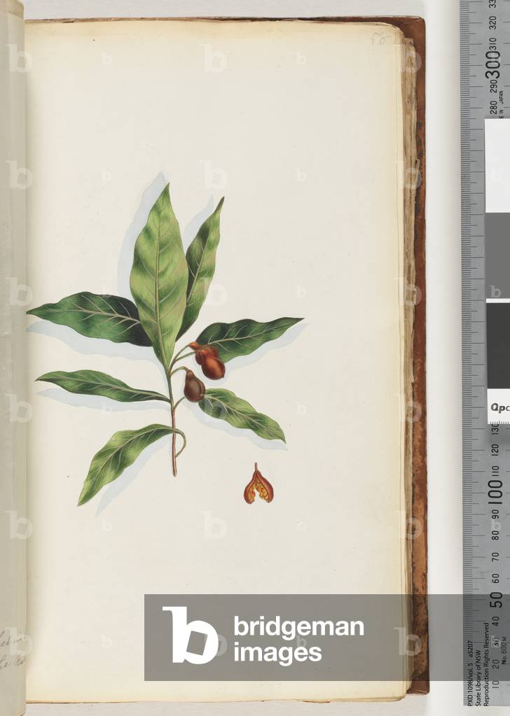 Page 58. Unidentified plant (w/c)