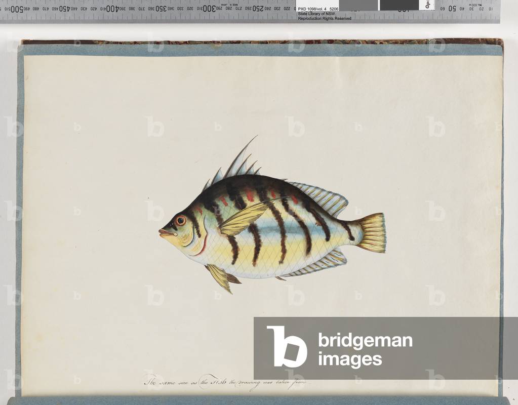 Page 23. Unidentified fish (w/c on paper)