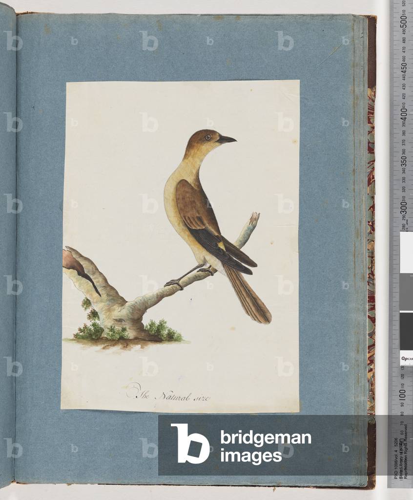 Page 109. Unidentified Bird (w/c on paper)