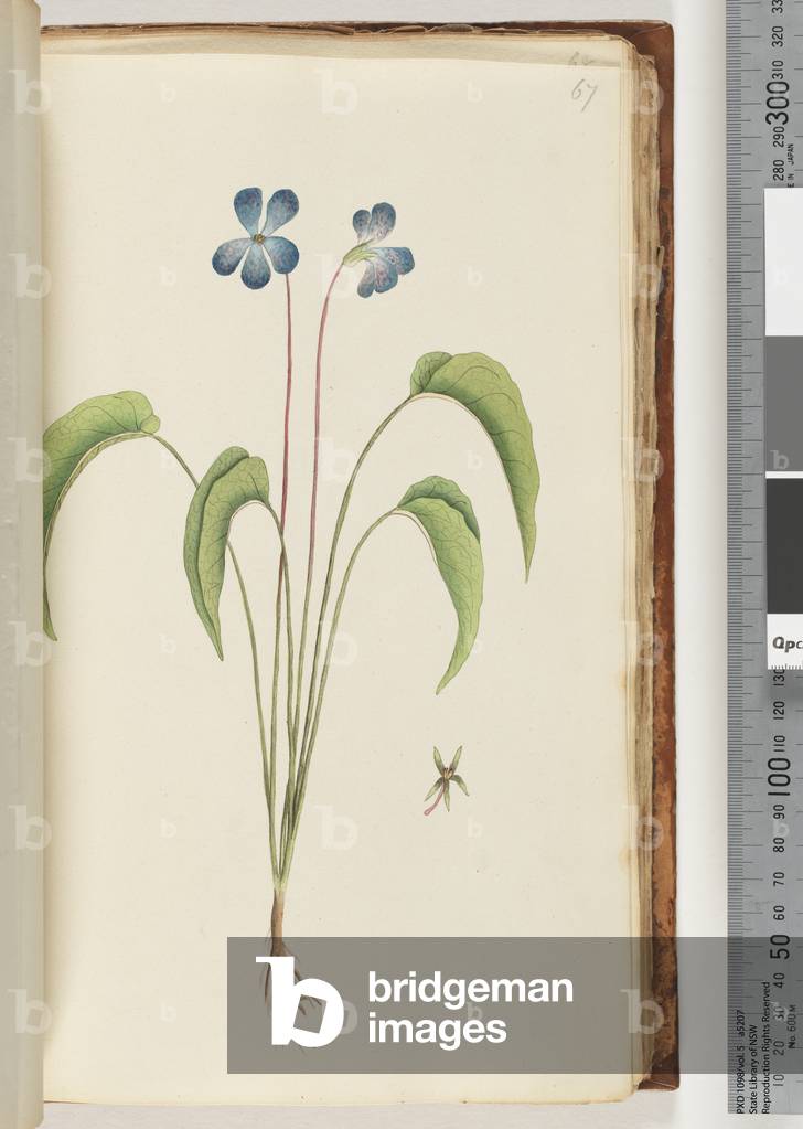 Page 67. Unidentified plant (w/c)