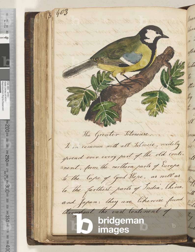 Page 403. The Greater Titmouse, 1810-17 (w/c & manuscript text)