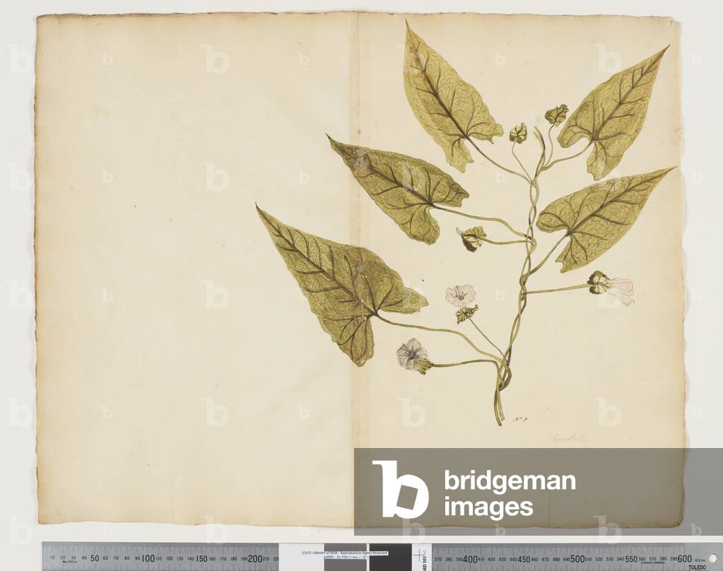 F.7 Calystegia affinis, c.1790-95 (w/c & ink on paper)
