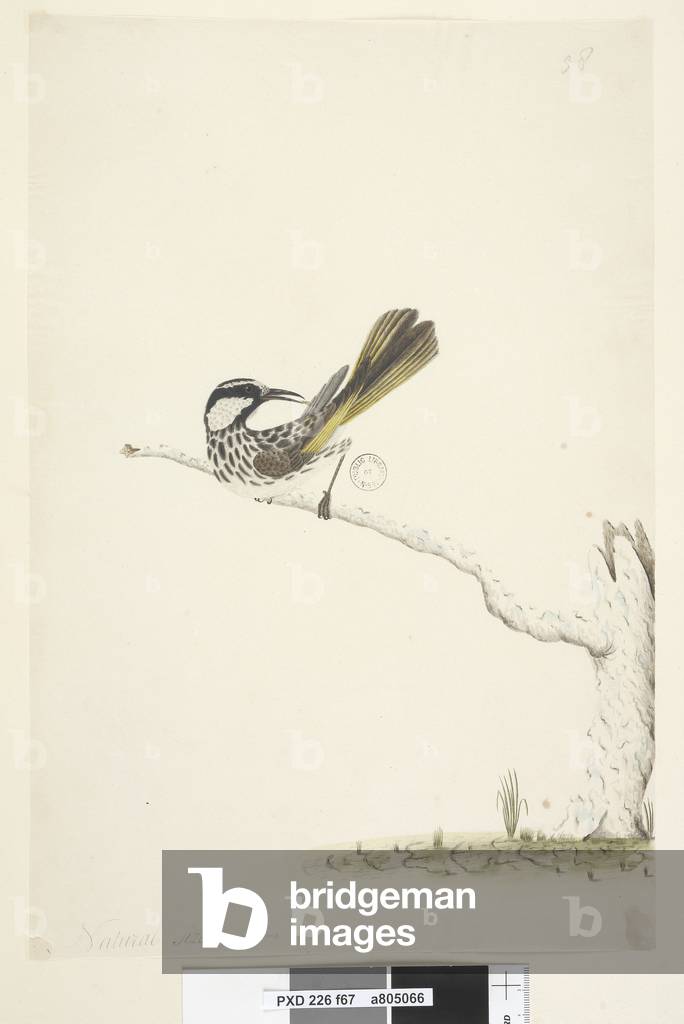 Page 67. Natural size,  June White, Cheeked Honeyeater Phylidonyris nigra, 1791-92 (w/c)