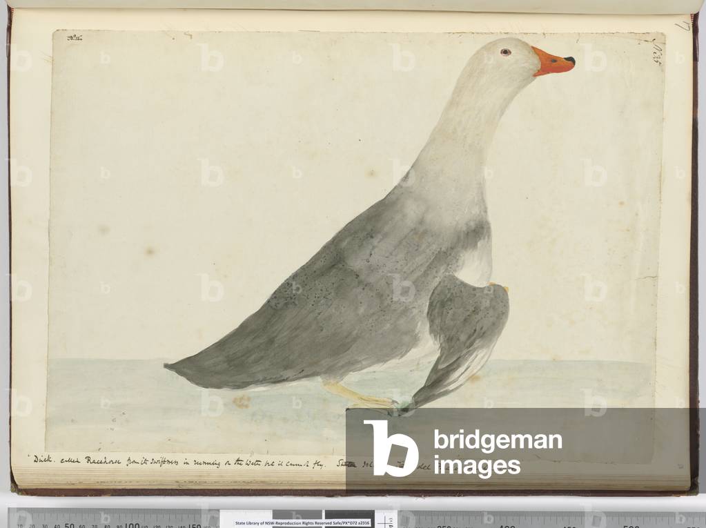 F.35 'Duck called Racehorse from its swiftness in running on the water but it cannot fly. Staten Island Tierra del Fuego. Weighed 29 lbs', 1772-75 (w/c)
