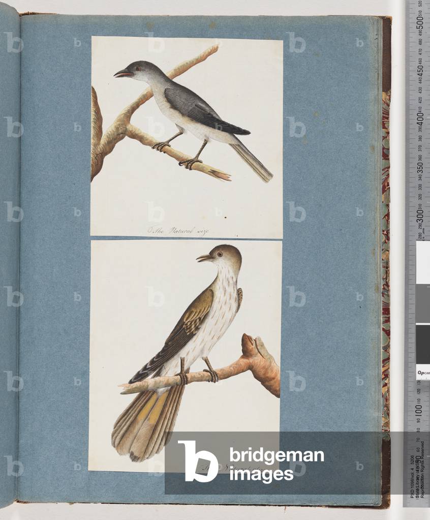 Page 127. Unidentified Bird. 128. Unidentified Bird (w/c on paper)