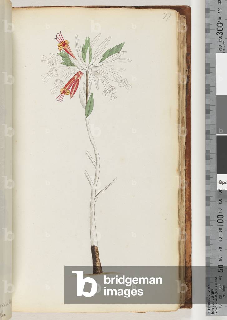 Page 77. No inscription, unfinished drawing (w/c)