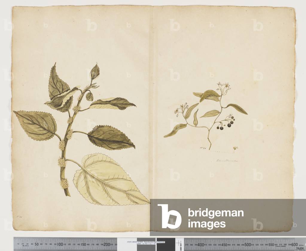 F.17 Boehmeria Australis; Geitonoplesium cymosum, c.1790-95 (w/c & ink on paper)